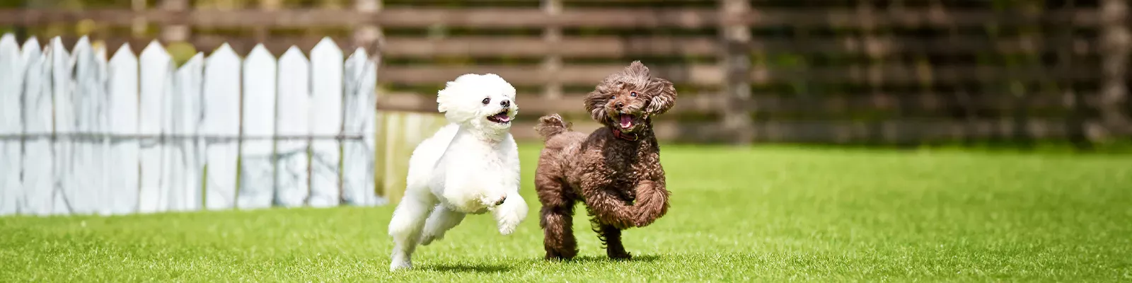 真夏の犬の散歩で気を付けたいポイント：暑さ対策完全マニュアルをご紹介